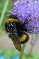 /album/photogallery/bee-jpg/