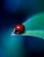 /album/photogallery/bug2-jpg/