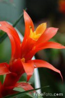 /album/photogallery/flower-jpg/