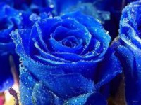 /album/photogallery/flower1-jpg/