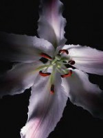 /album/photogallery/flower2-jpg/