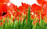 /album/photogallery/flower3-jpg/