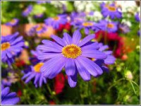 /album/photogallery/flower4-jpg/