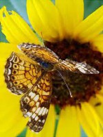 /album/photogallery/flower5-jpg/