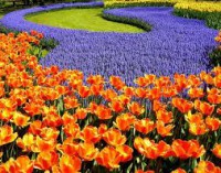 /album/photogallery/flowers-jpg/